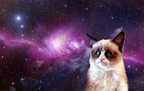 Image result for Cat Meme Wallpaper