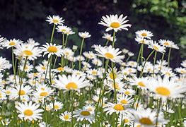Image result for daisy