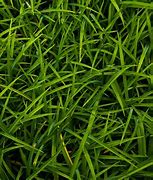 Image result for Grass Texture HD