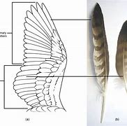 Image result for Bird Wing Anatomy