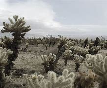 Image result for Sahara Desert Cactus