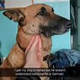 Image result for Petting Dog Meme