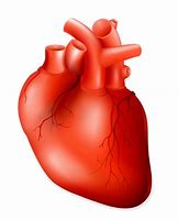 Image result for Anatomic Heart Clip Art