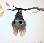 Image result for Cute Bat Pics