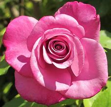 Image result for Jackson Perkins Hybrid Tea Roses