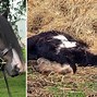 Image result for All-Black Thoroughbred Horse
