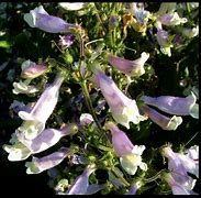 Image result for Penstemon hirsutus