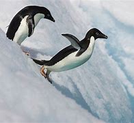 Image result for Adelie Penguins in Antarctica