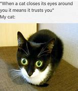 Image result for Crazy Cat Names Meme