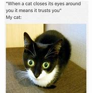 Image result for The More You Know Cat Meme