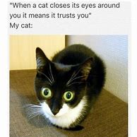 Image result for Cat Internet Meme
