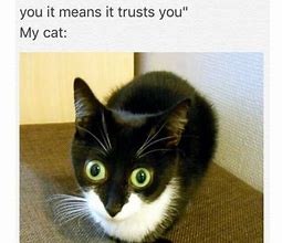 Image result for Cat News Meme