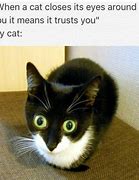 Image result for Talking Cat Meme