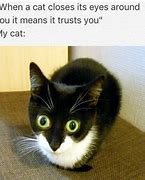 Image result for Cat People Meme