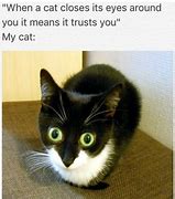 Image result for Stupid Cat Memes