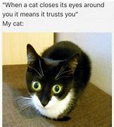 Image result for Amarica Cat Meme