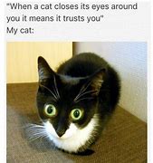 Image result for Searching Cat Meme