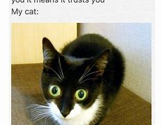 Image result for Cat Meme ID