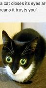 Image result for Top Internet Memes Cats