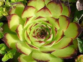 Image result for Sempervivum tect. Rubrum