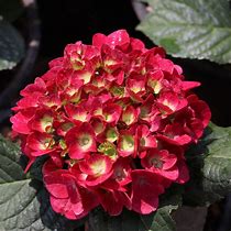 Image result for Hydrangea macrophylla Leuchtfeuer