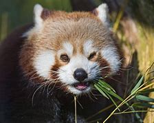 Image result for Red Panda Eating