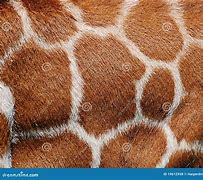 Image result for Giraffe Fur