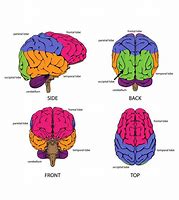 Image result for Brain Functions Diagram for Kids