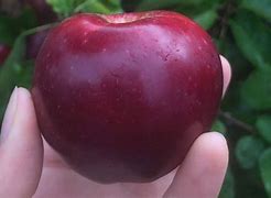 Image result for Small Apple's in Canada