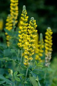 Image result for Thermopsis caroliniana