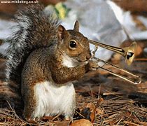 Image result for Funny GIF Animals Squirrel
