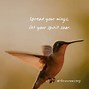 Image result for Hummingbird Love Quotes