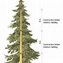Image result for Planed Timber Sizes Chart UK