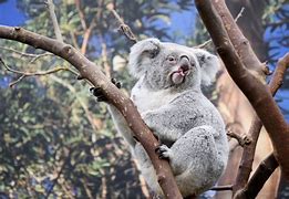 Image result for Koala Dangerous