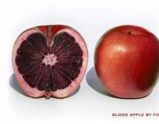 Image result for Blood Apple Fruit