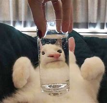 Image result for Distorted Cat