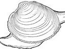 Image result for Quahog Clam Shells
