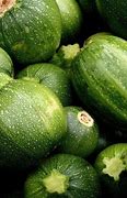 Image result for Round Summer Squash