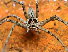 Image result for Huntsman Spider Fangs