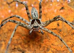 Image result for What Are Huntsman Spiders