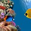 Image result for Underwater Life Wallpaper