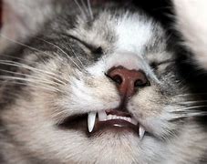 Image result for Cat with Human Teeth