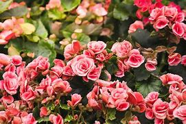 Image result for Annual Flowers that Bloom all Summer