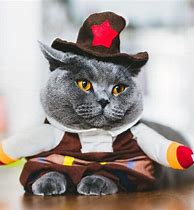 Image result for Cat Costume Pun