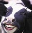 Image result for Inappropriate Cow Meme