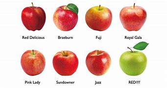 Image result for Different Types of Apple's