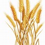 Image result for Wheat with White Background