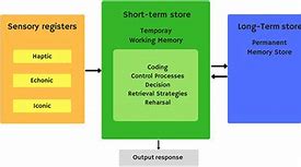 Image result for Atkinson and Shiffrin Model of Human Memory