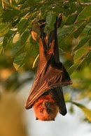 Image result for Great Flying Fox Bat