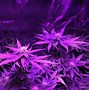 Image result for Purple Weed Wallpaper Desktop